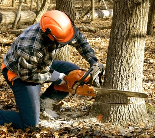 Tree Removal in Lewisville, OH
